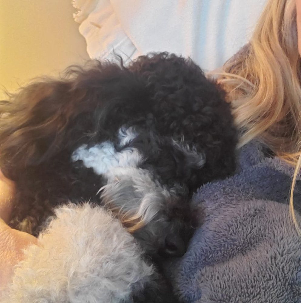 Meet your Posher, Melody